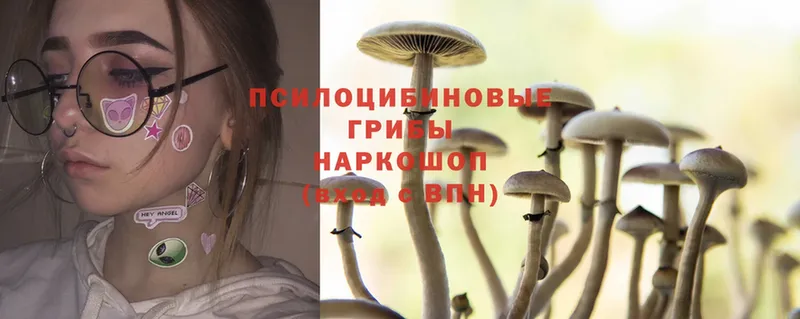 Псилоцибиновые грибы Psilocybe  купить наркоту  Белореченск 